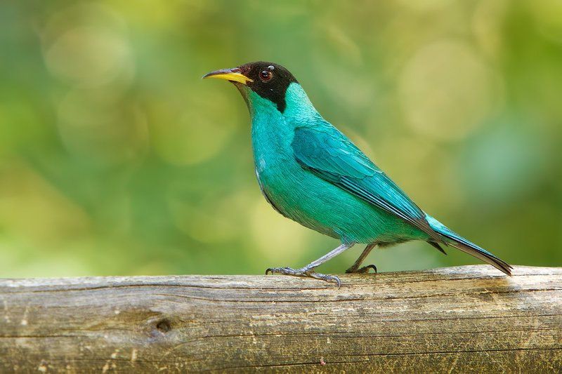 Зеленый саиphoto preview