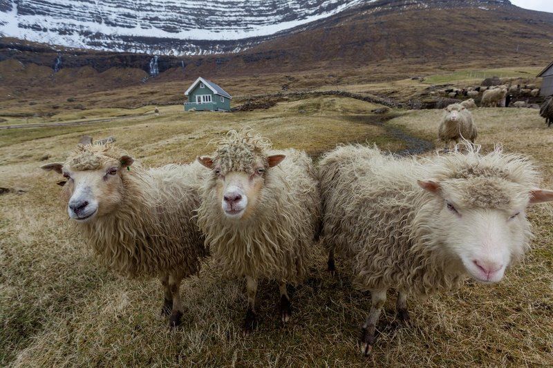 atlantic, f?royar, faroe islands, sheep islands, овечьи острова, фарерские острова Добро пожаловать на Овечьи острова!photo preview