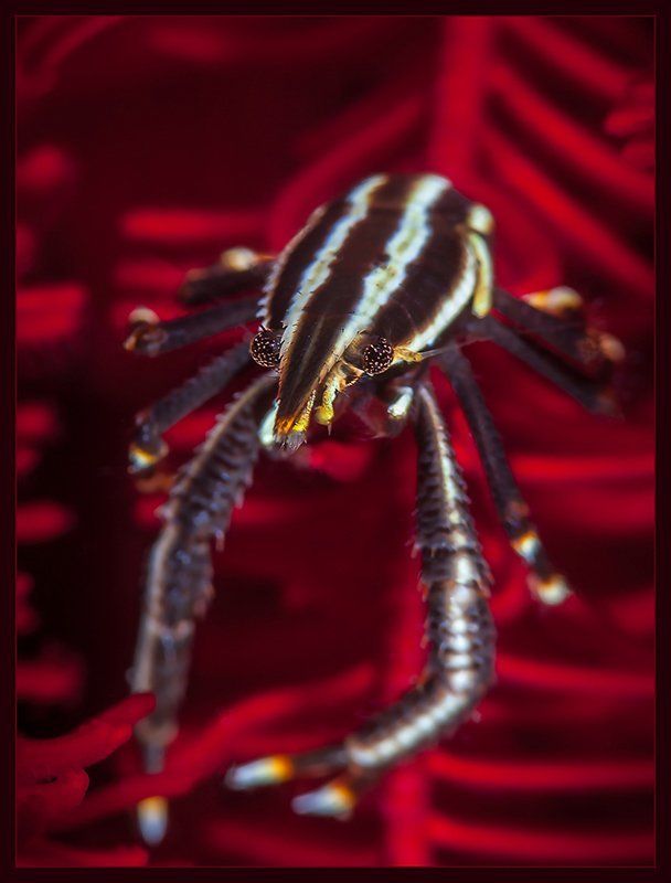 Красный, желтый,зеленыйphoto preview