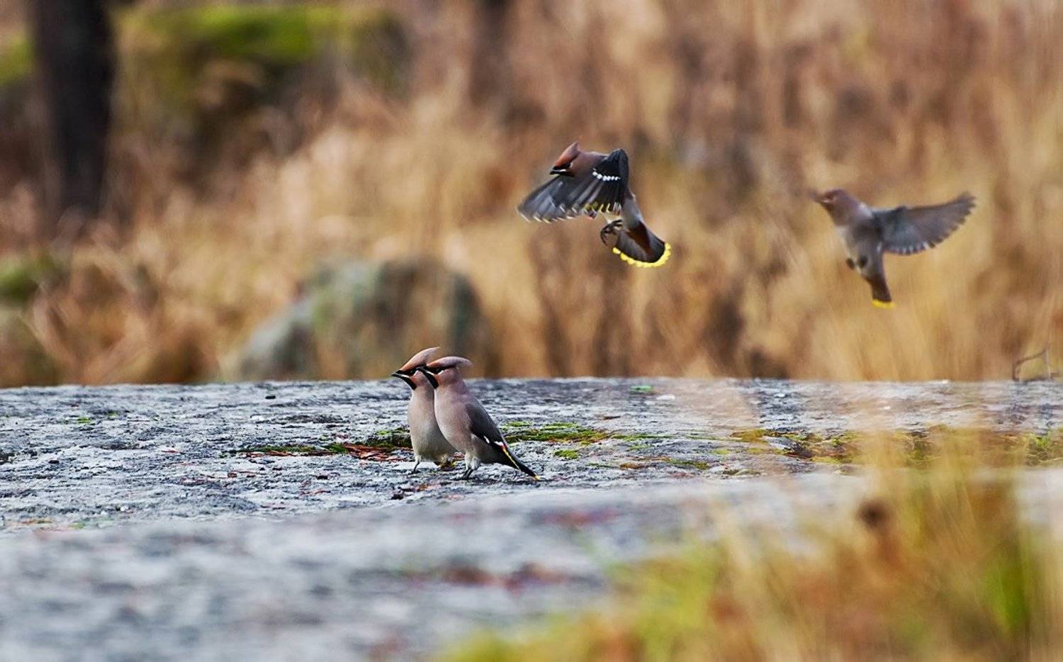 На подлёте. Автор: Nikolay , Nikolay