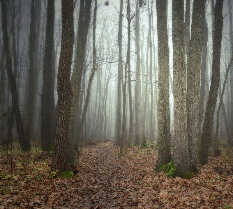 дубрава, осень, туман Зимы ждала, ждала природа...photo preview