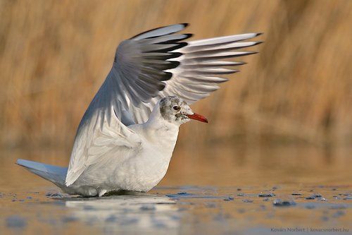 Common Black-headed Gull