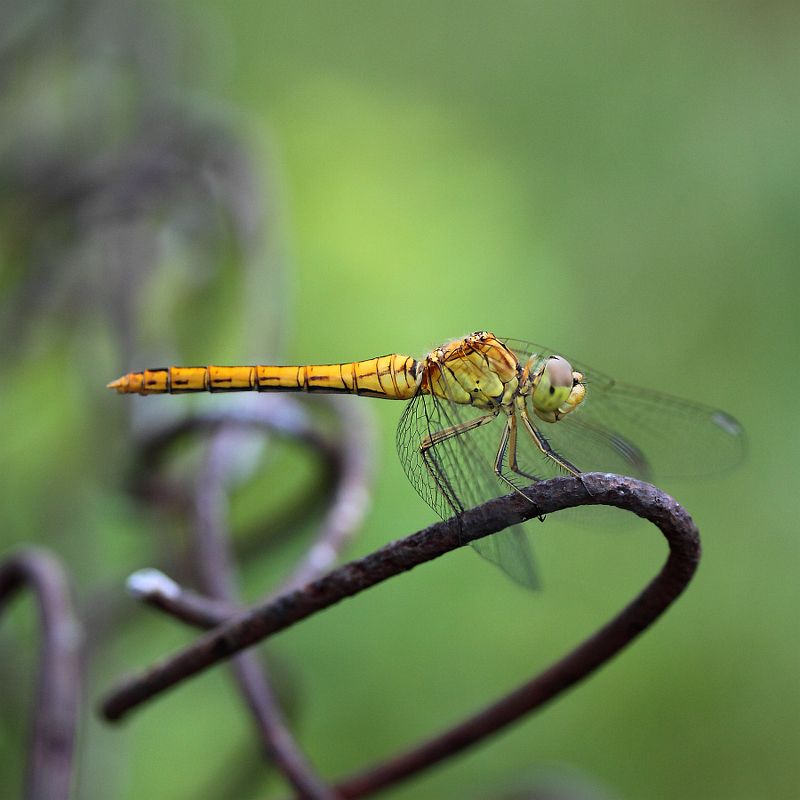 Загогулинаphoto preview