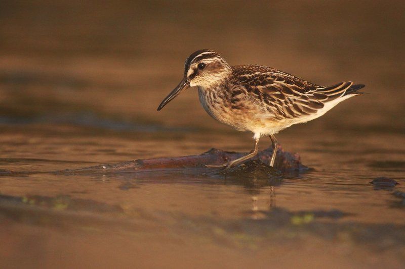 Грязовикphoto preview