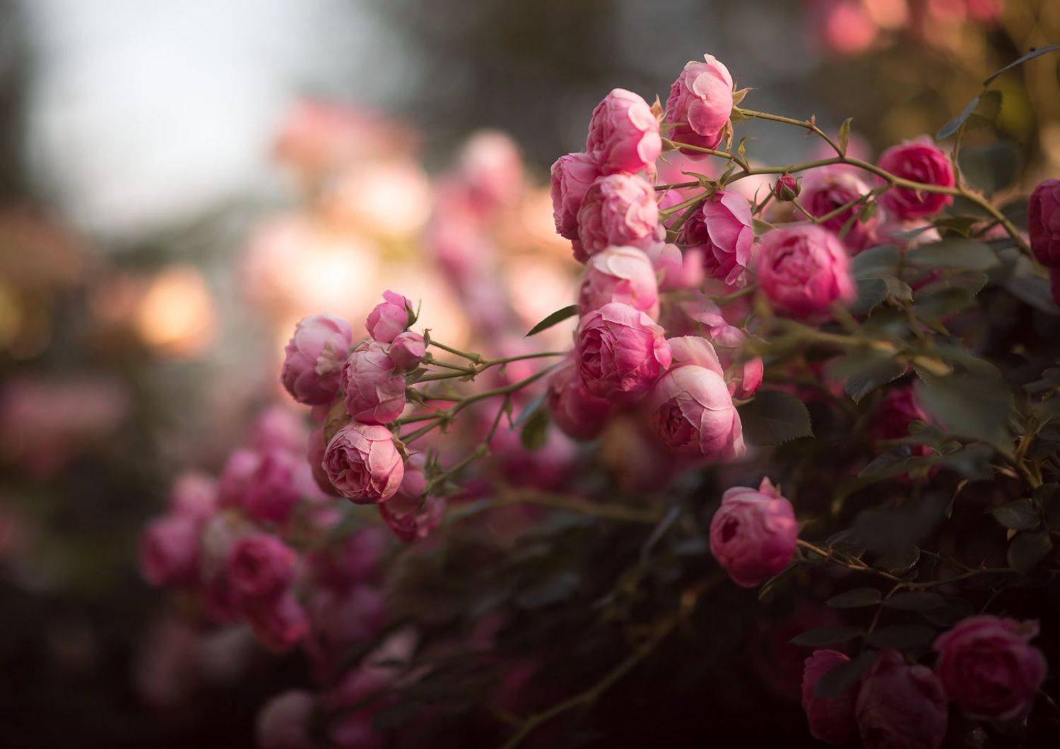 flowers, garden, pomponella, rose, цветы, садовые, помпонелла, роза, Алексей Юденков