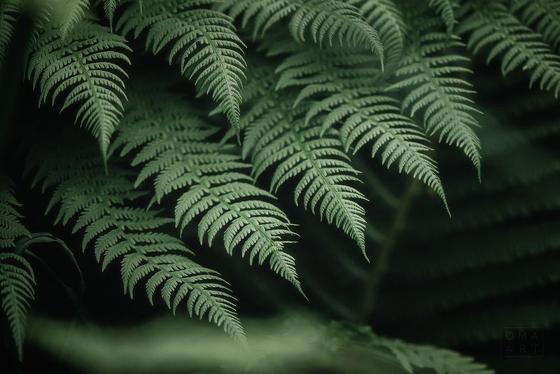 папоротник, звездчатка, листья папоротника, сибирь Перышки папоротникаphoto preview