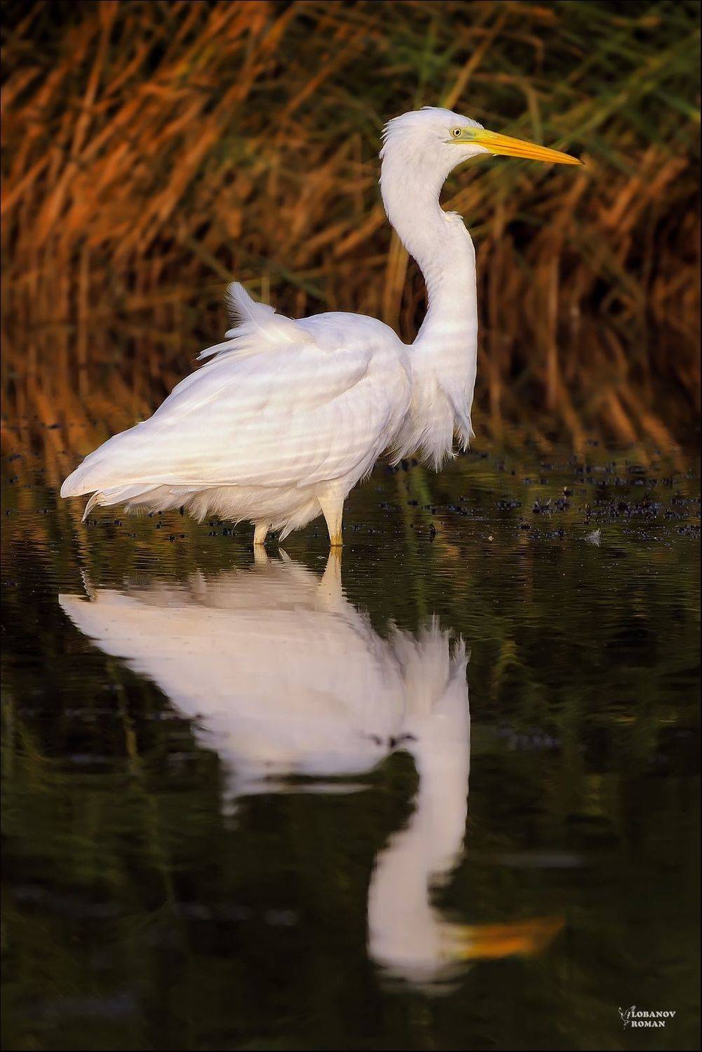 Суровый. Автор: Lobanov Roman , Lobanov Roman