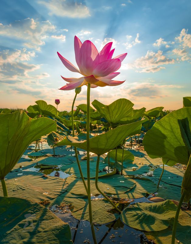 Хрупкое бессмертиеphoto preview