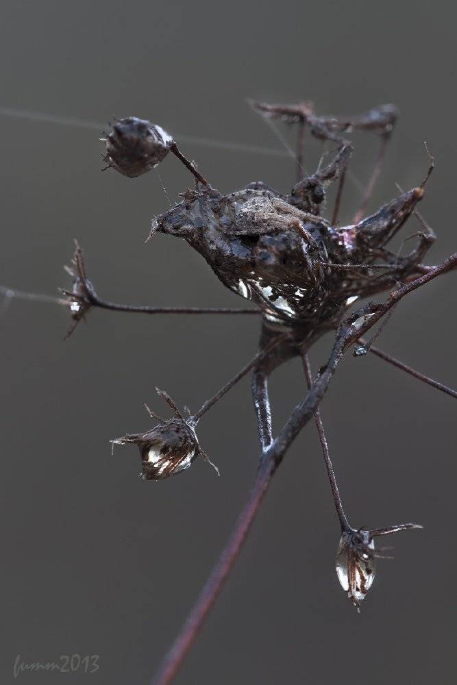 , Игорь ФУММ