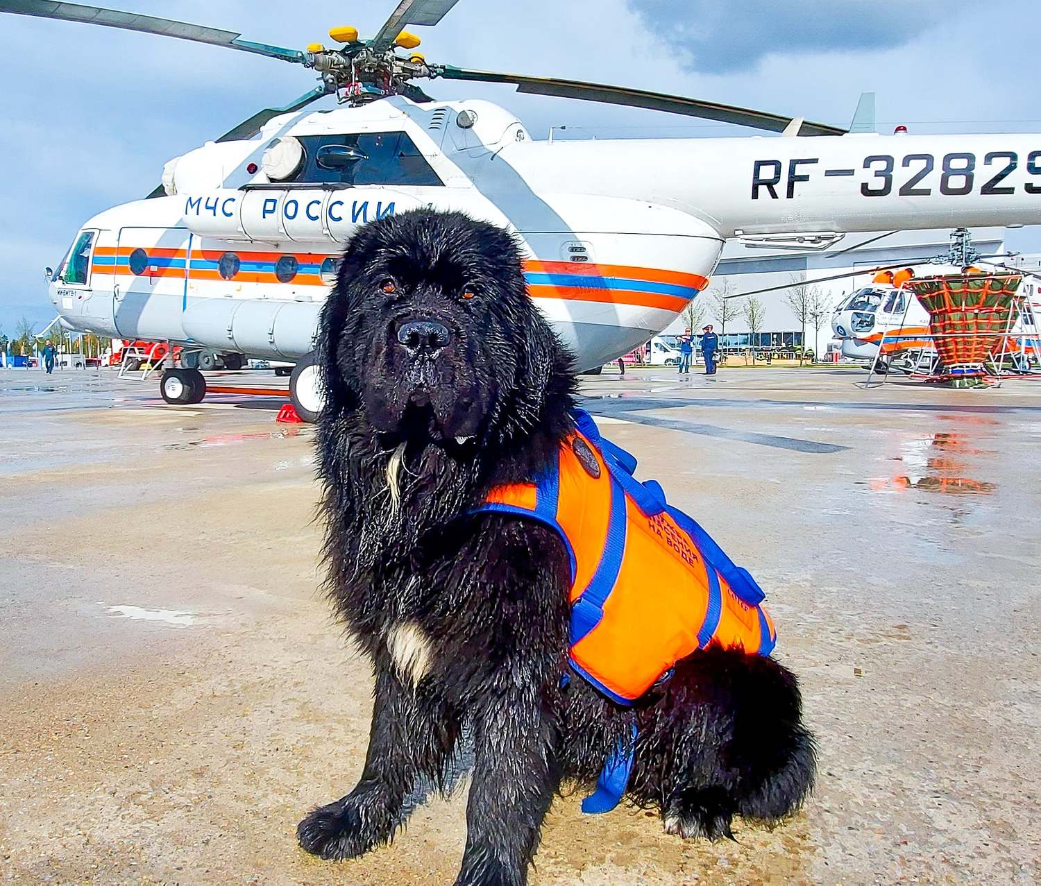 огонь пожарные мчс fire firefighter rescue спасатели дым работа собака, Сергей Лашнев