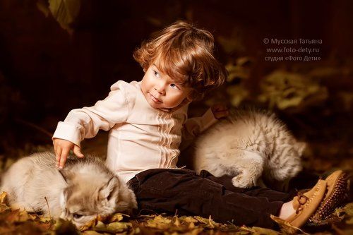 Осень и щенки хаски