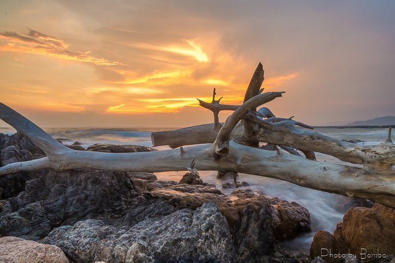 tree, plant, sea, beach, stone, rock, water, sun, sky Sunsetphoto preview