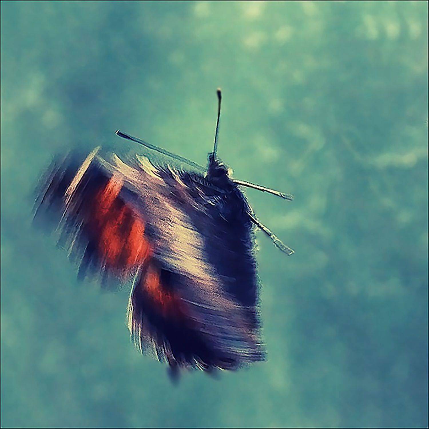 бабочка, Солонинов Eвгений