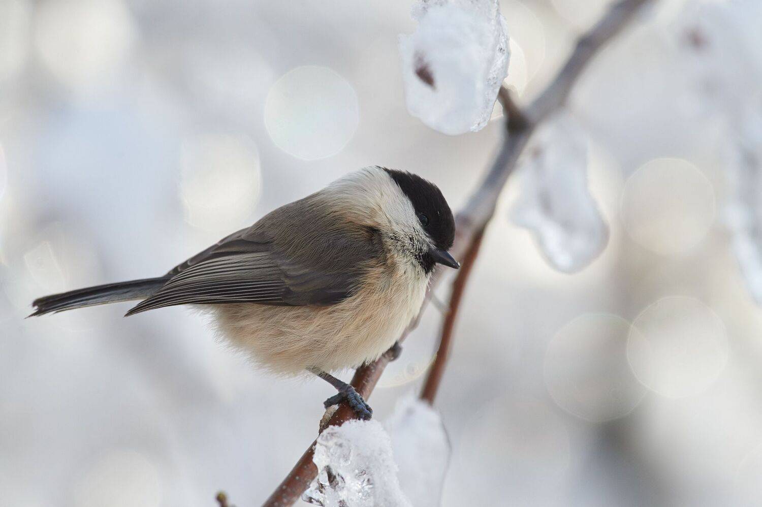 nature, wildlife, birds, Калин Ботев
