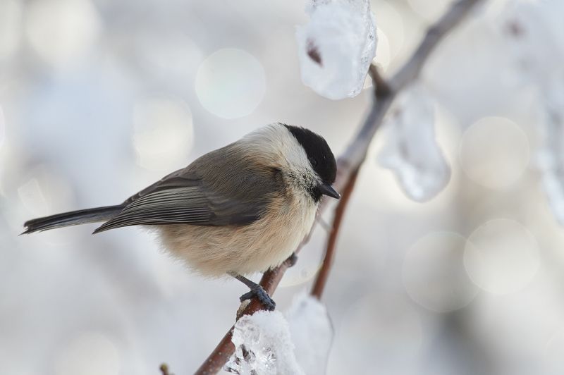 nature, wildlife, birds ***photo preview