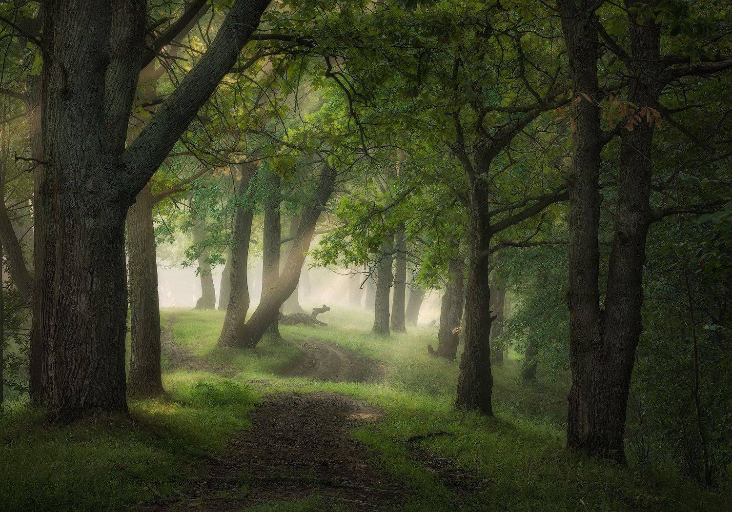 По пути уходящего лета. Автор: Михаил Корнилов природа утро туман деревья, Михаил Корнилов