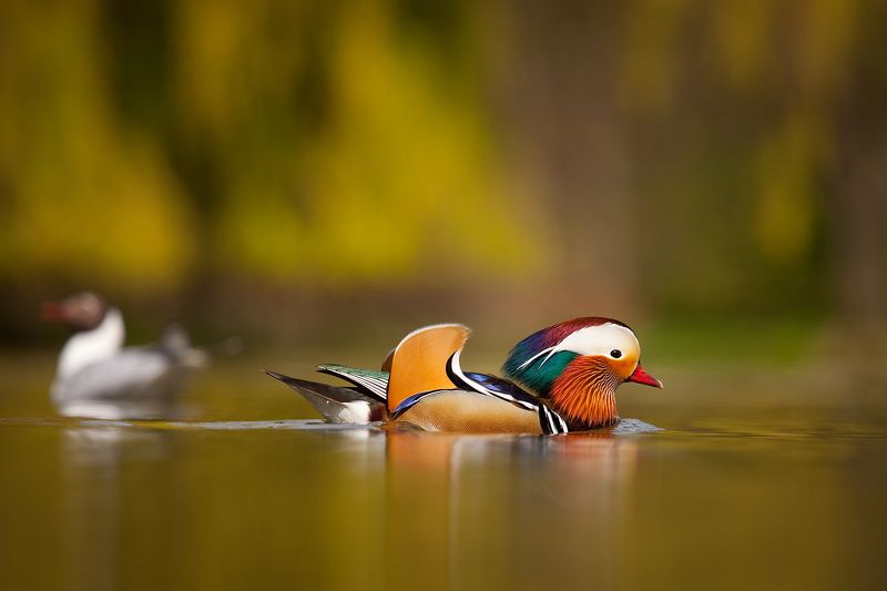 Mandarin duckphoto preview