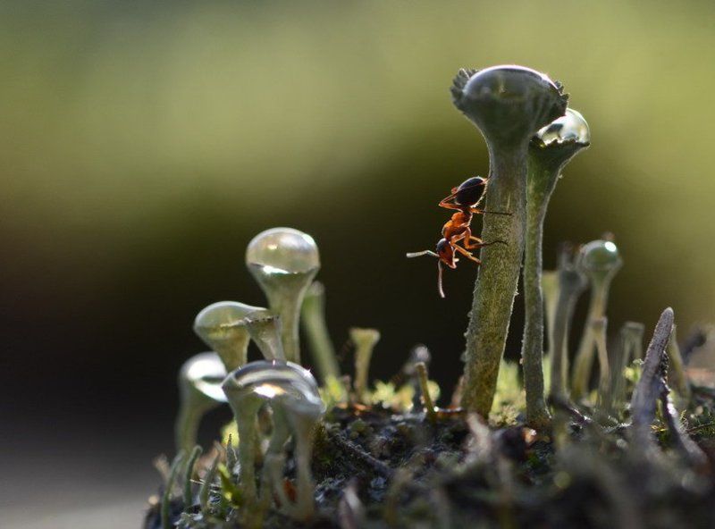 Верхолазphoto preview