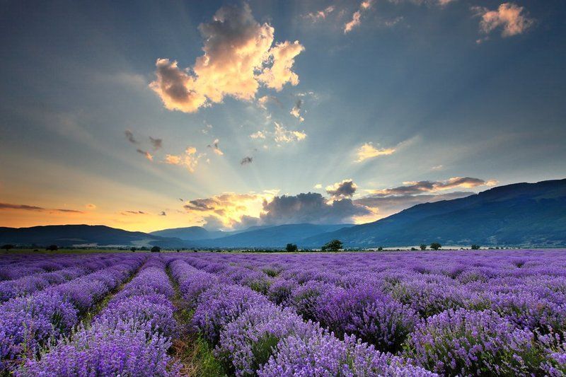 Болгария, Закат, Лаванда Лавандовая Долинаphoto preview