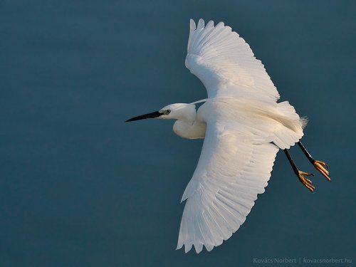 Little Egret