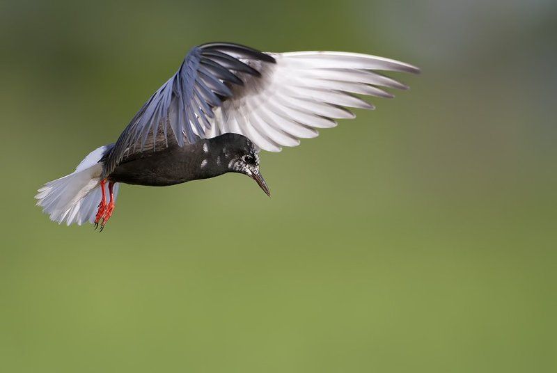 White-winged Ternphoto preview