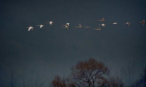 Swans travel