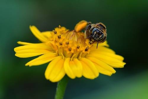 Flor