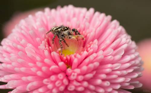 Розовое кафе