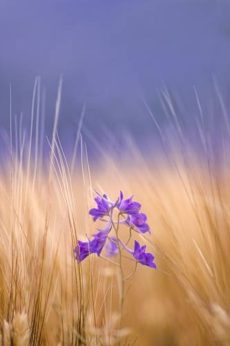 Yellow and violet