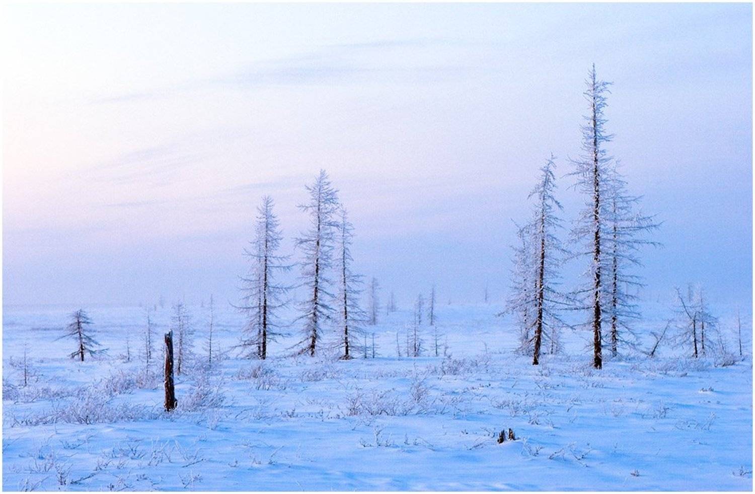 Холодный край. Автор: Евгений Никулин тундра, север, русский север, зима, холодно, иней, Евгений Никулин