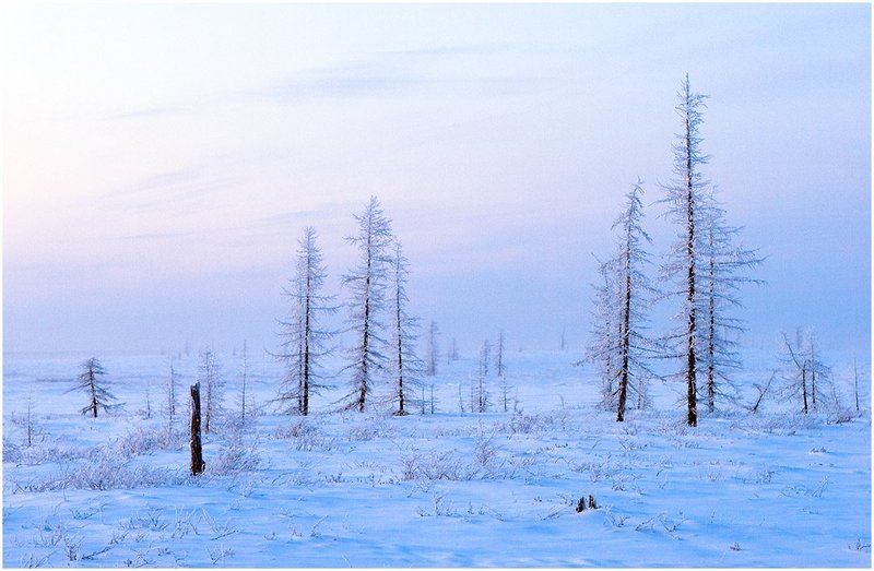 тундра, север, русский север, зима, холодно, иней Холодный крайphoto preview