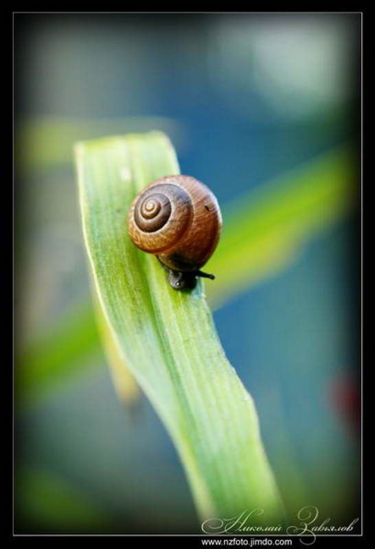 Улитка...photo preview