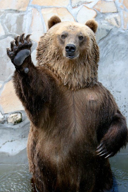 медведь, животные, юмор Превед!photo preview