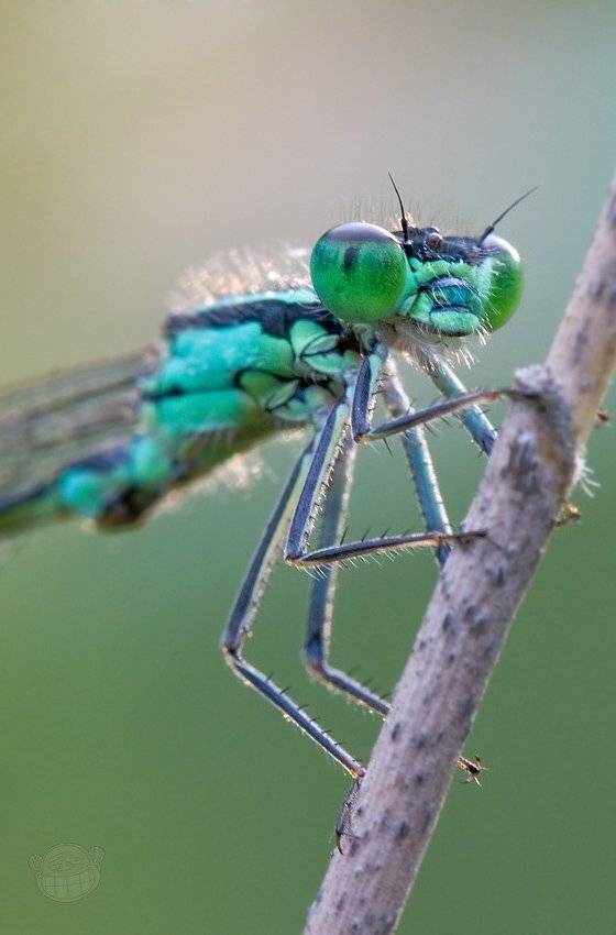 Небритый оптимизм. Автор: Amazon-san макро, стрекоза, красотка, утро, Amazon-san