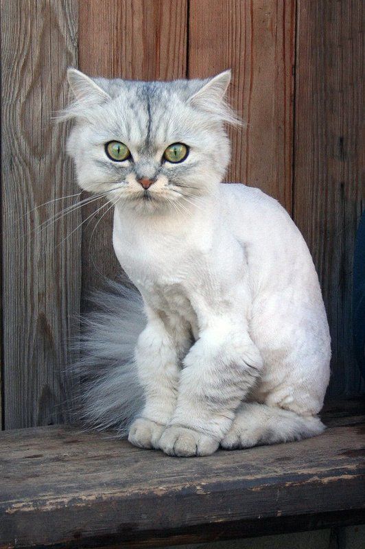 кошка Обрили, на улицу стыдно выйти!photo preview