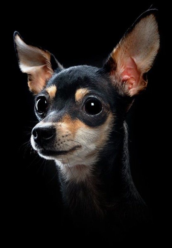 Челсиphoto preview