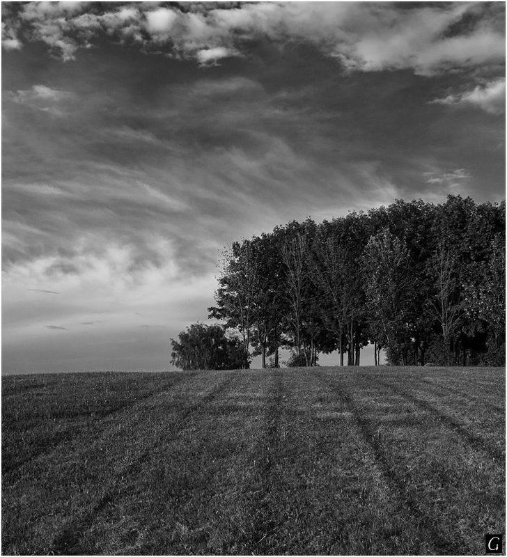 лето, чб, парк, царицыно, москва Летняя чб пейзажнаяphoto preview