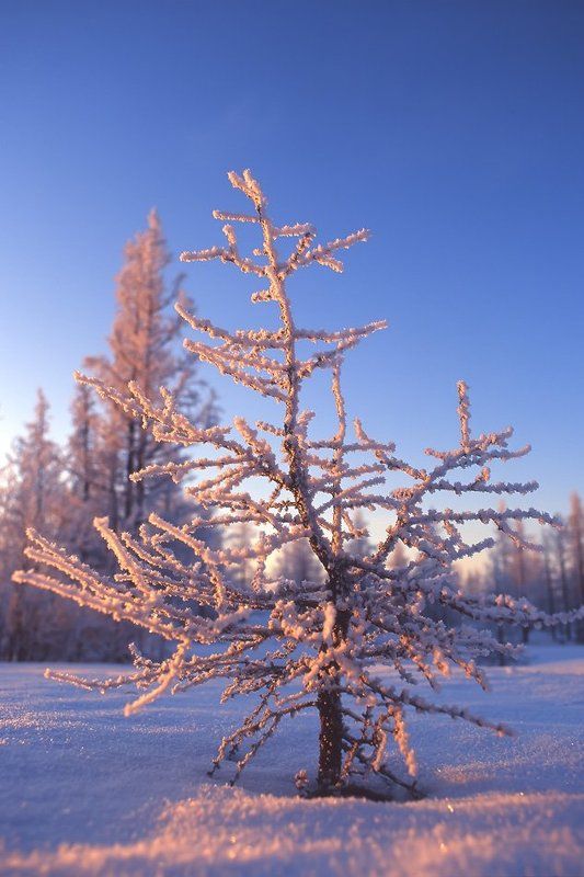 север, природа, зима photo preview