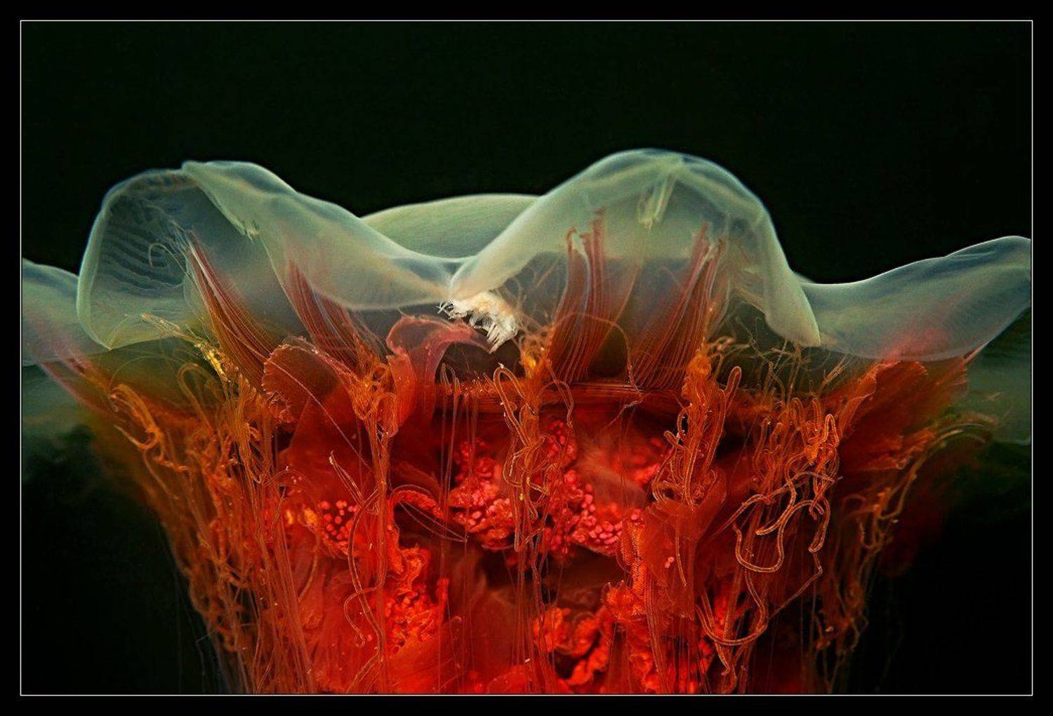 "Гюльчатай, покажи личико!". Автор: Марина Кочетова , Марина Кочетова