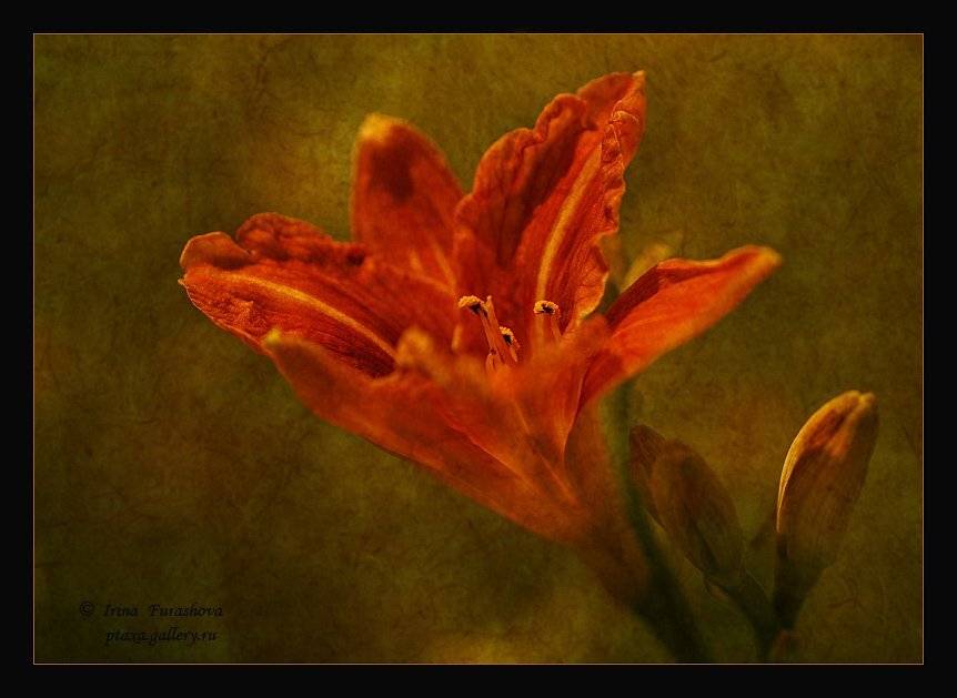 Лилейник. Автор: Ирина лето, трава, цветы, природа,, Ирина