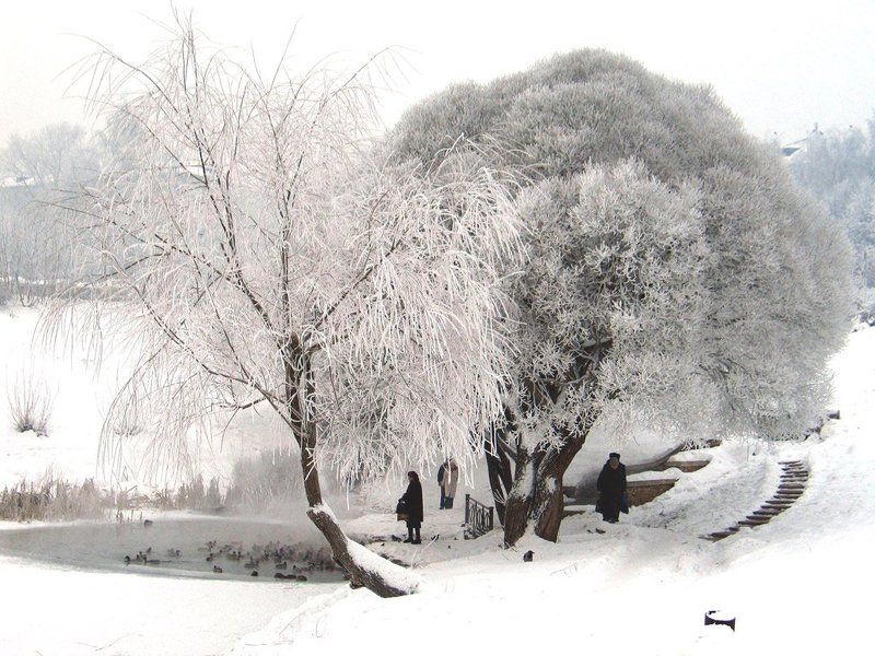 зима, утки, холод Зимняя зимаphoto preview