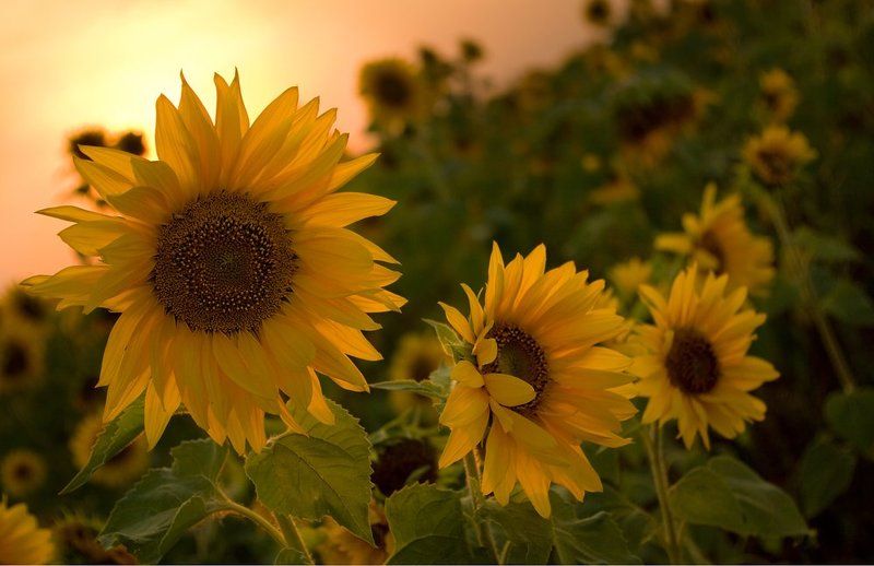 Подсолнечный закат.photo preview