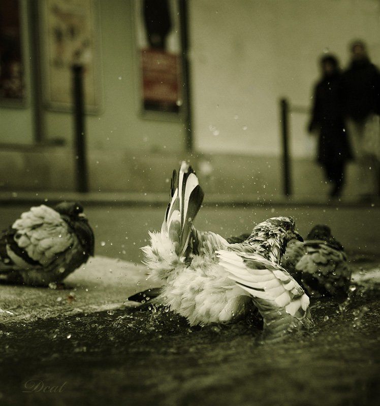 франция, париж, утро, купание, голуби, улица Утро Парижаphoto preview