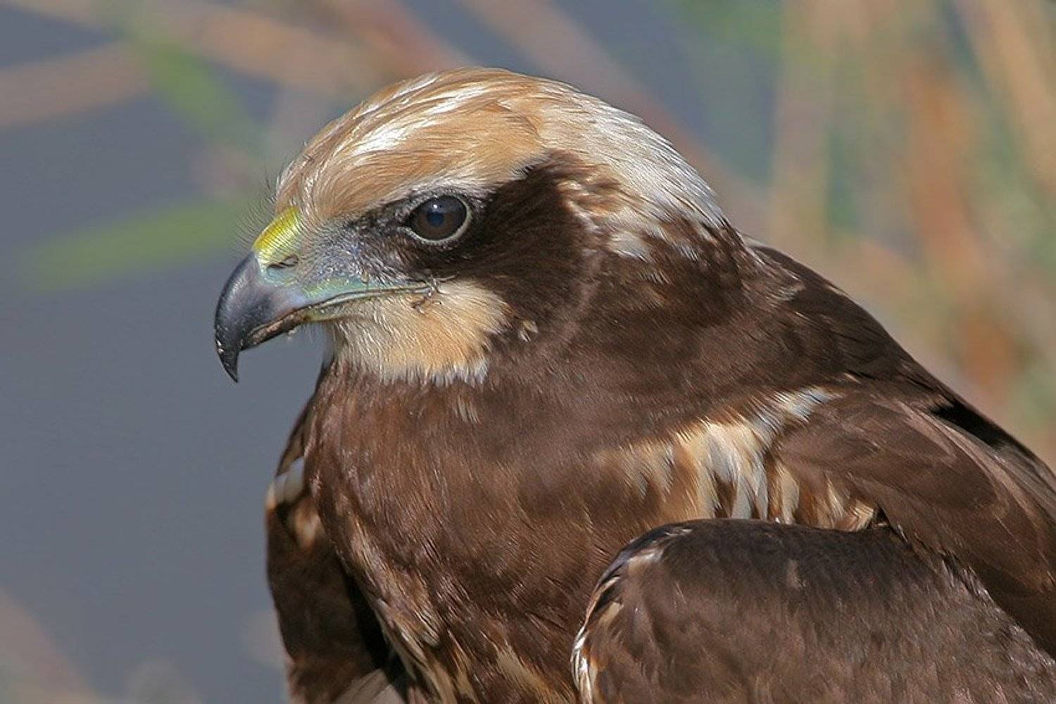 , Владимир Кучеренко