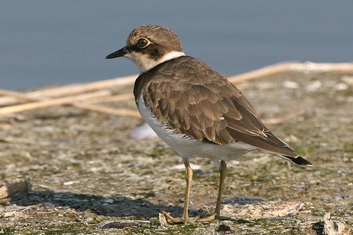 , Владимир Кучеренко