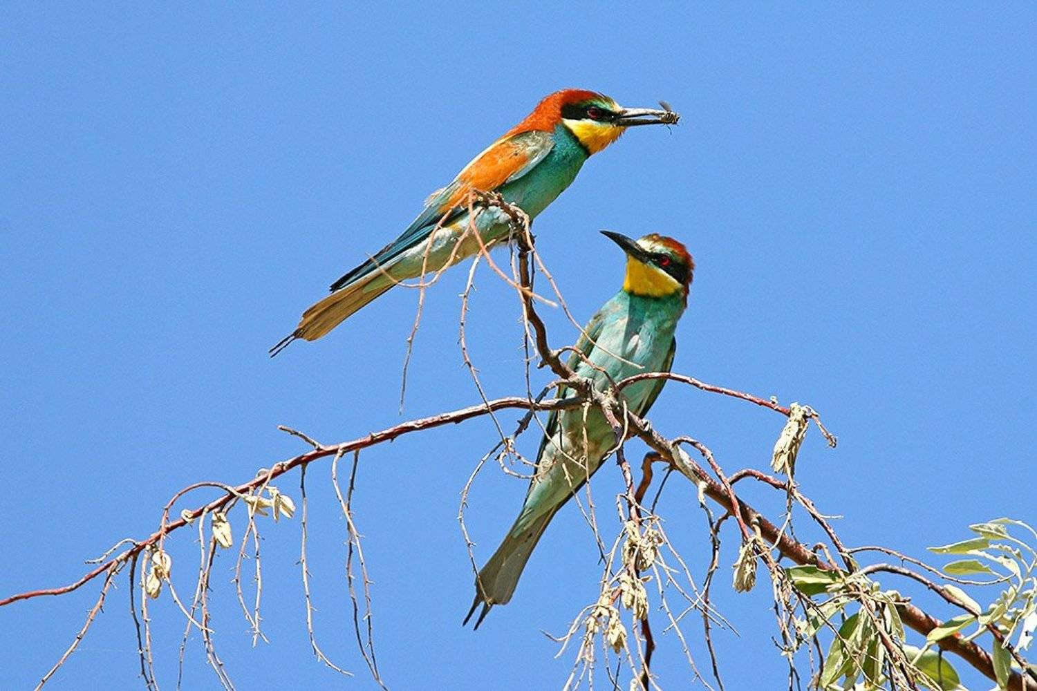 Угостите даму?. Автор: Владимир Кучеренко , Владимир Кучеренко