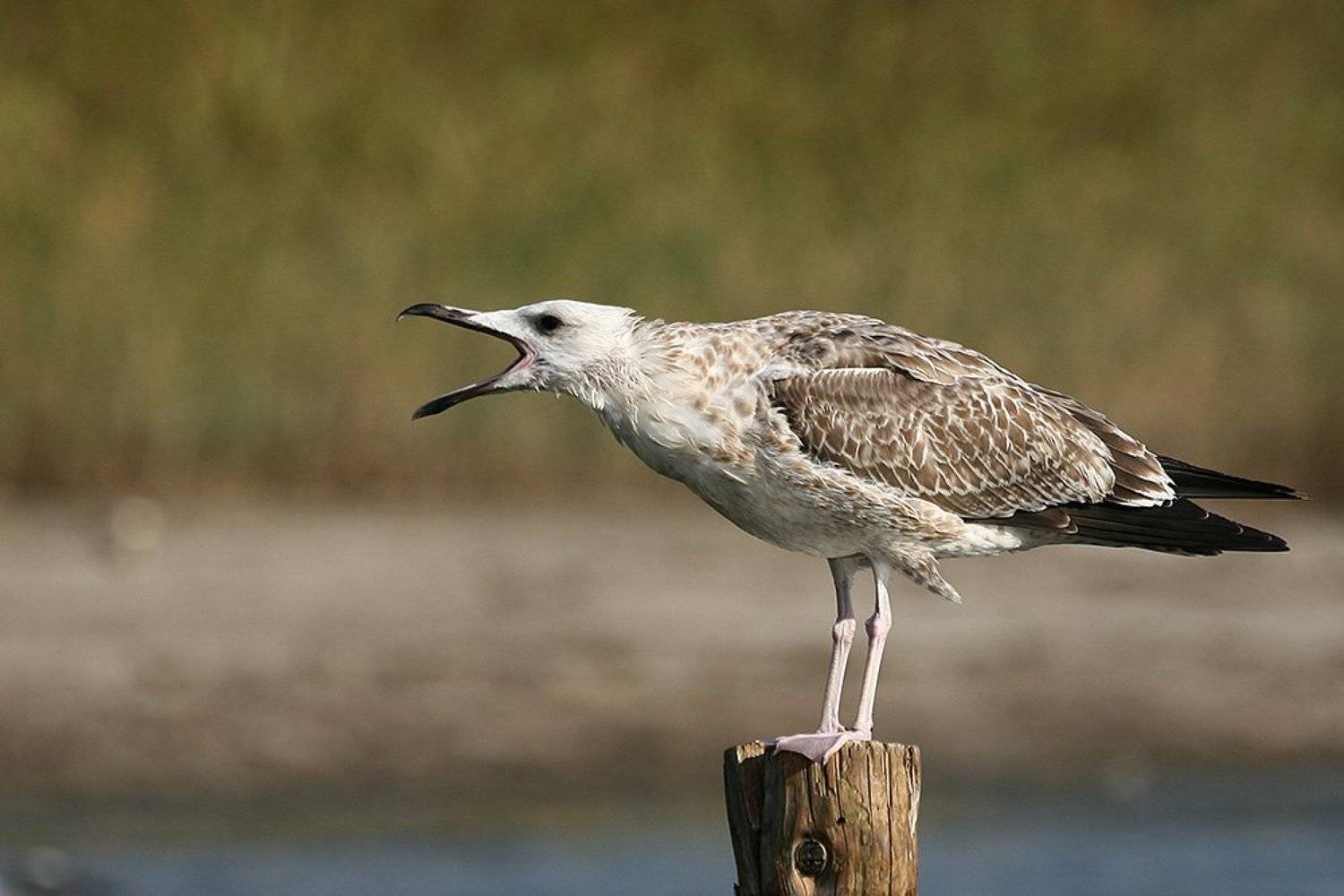 , Владимир Кучеренко