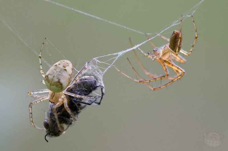 паук, spider, fly, муха, макро, macro А вот и обед принесли!photo preview