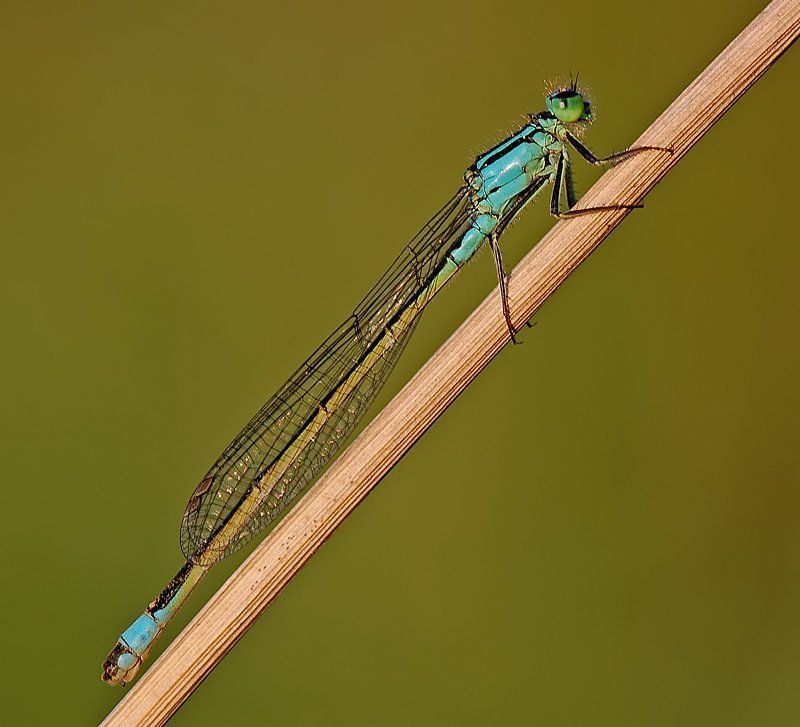 диагональphoto preview