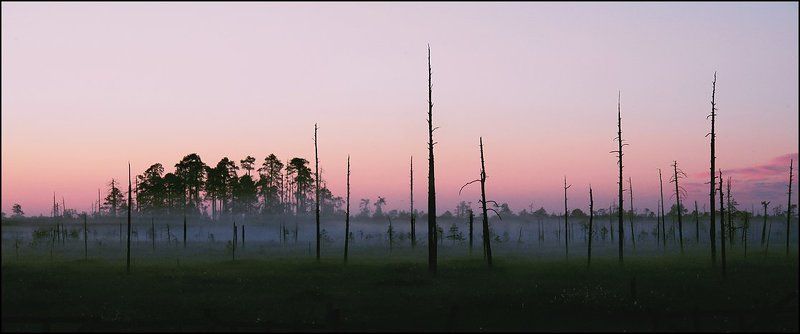 Белая ночь. Болотце.photo preview